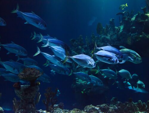 Aquarium