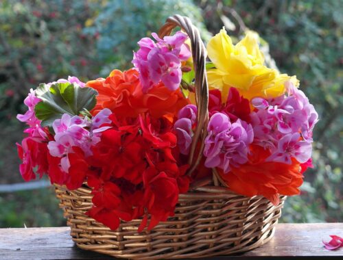 geraniums hiver