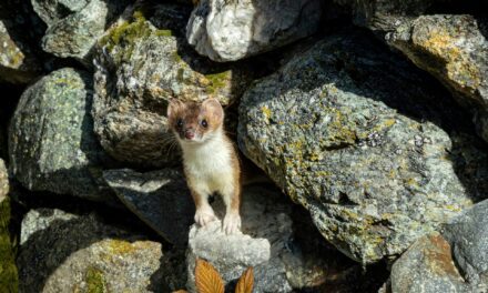 Crottes de fouine : comment les repérer dans une maison ?