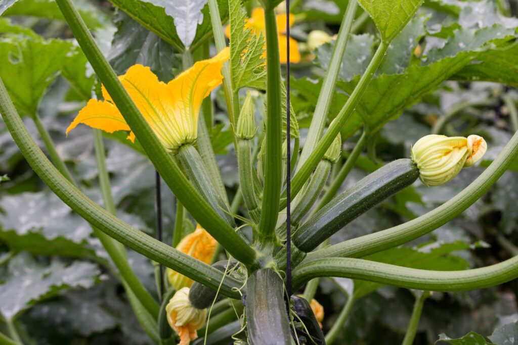 arrosage courgette jardin