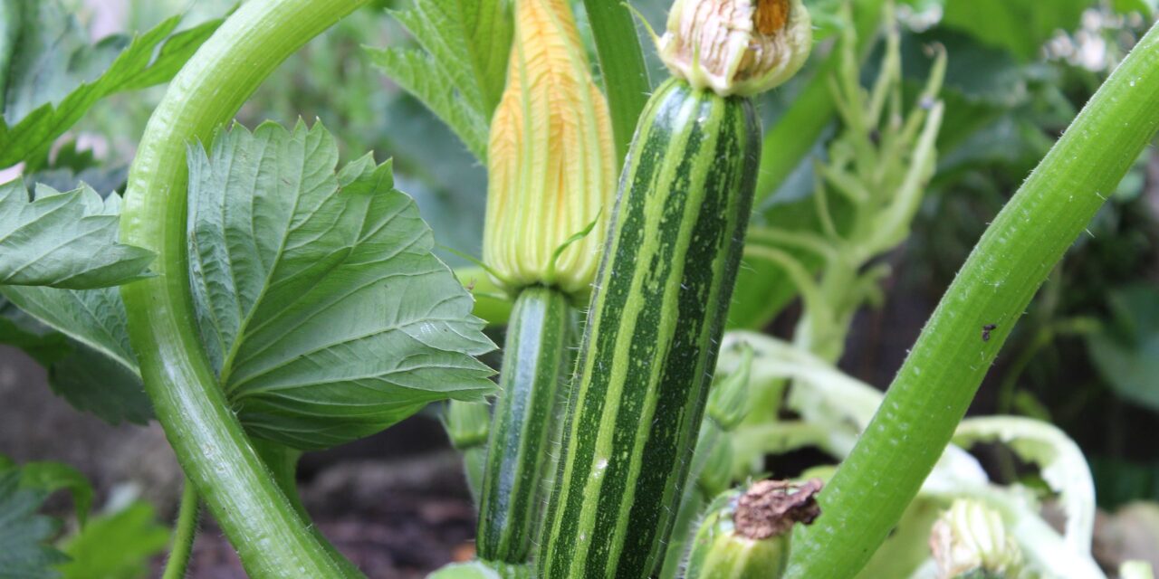 Arrosage des courgettes dans le jardin : tous les conseils les plus pertinents !