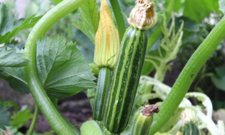 Arrosage des courgettes dans le jardin : tous les conseils les plus pertinents !