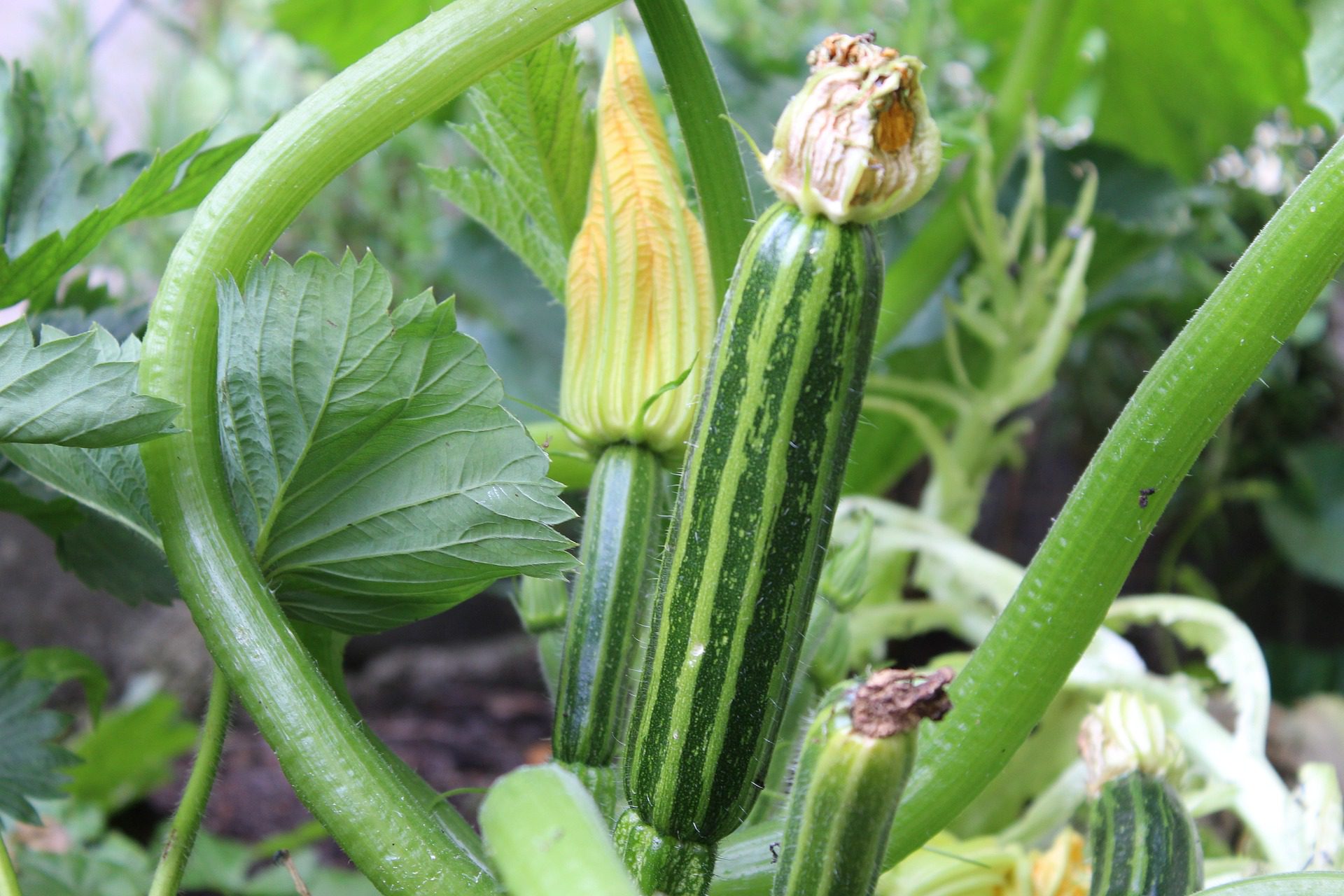 arrosage courgettes jardin