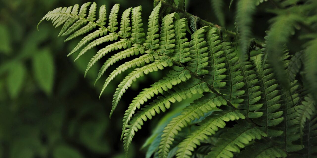 Les plantes pour tous les profils, l’entretien est tellement simple