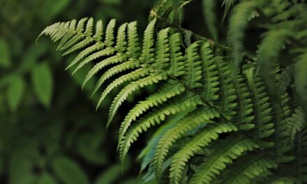 Les plantes pour tous les profils, l’entretien est tellement simple