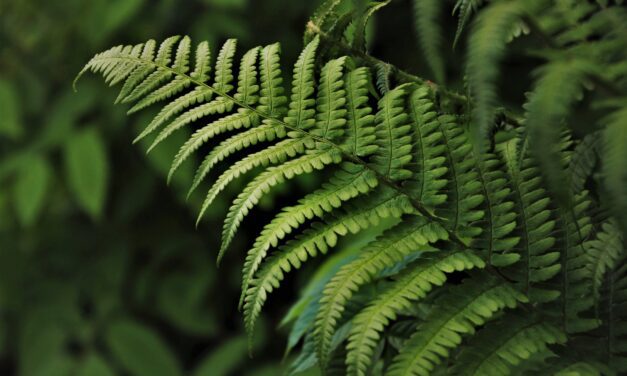 Les plantes pour tous les profils, l’entretien est tellement simple