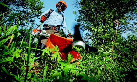 Quelles sont les études à privilégier pour devenir jardinier paysagiste ?