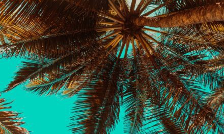 Astuces, faut-il couper les feuilles jaunes des palmiers ?