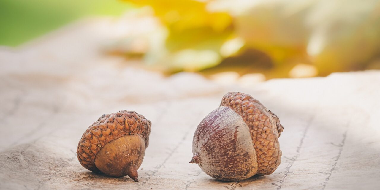 Que faire des glands que vous trouverez dans le jardin ?