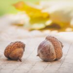 Que faire des glands que vous trouverez dans le jardin ?