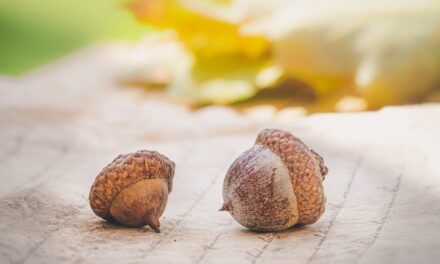 Que faire des glands que vous trouverez dans le jardin ?