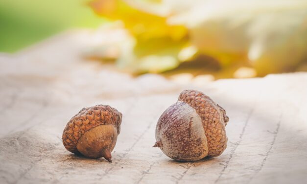 Que faire des glands que vous trouverez dans le jardin ?
