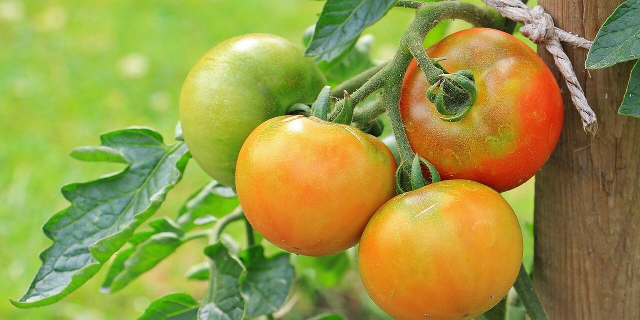 Comment faire si les tomates ne rougissent pas ?