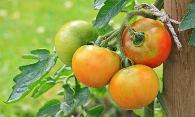 Comment faire si les tomates ne rougissent pas ?