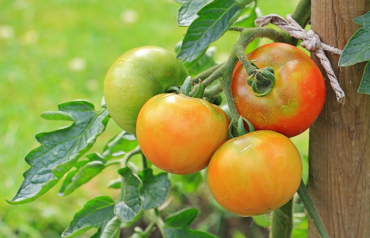 plant de tomates rougissent pas