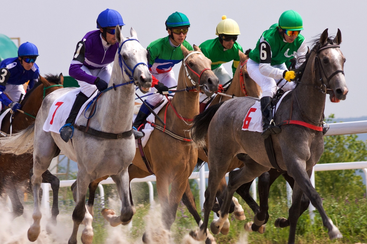 Des chevaux lors des courses paris PMU