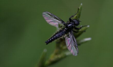 Invasion de moucherons au plafond, ce que vous devez faire