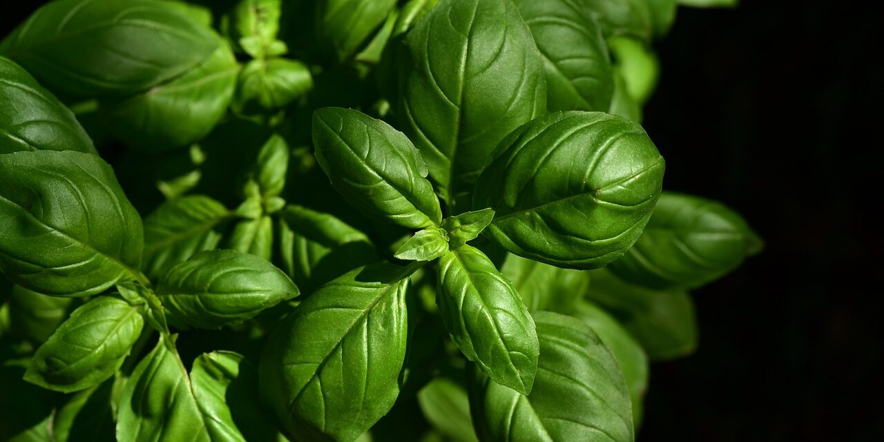 Le basilic comme vous ne l’avez jamais vu : doublez la saveur de vos herbes aromatiques