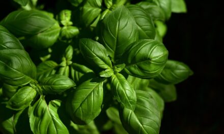 Le basilic comme vous ne l’avez jamais vu : doublez la saveur de vos herbes aromatiques