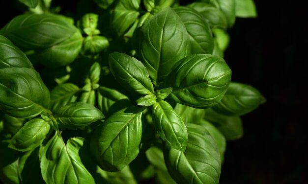 Le basilic comme vous ne l’avez jamais vu : doublez la saveur de vos herbes aromatiques