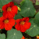 Les capucines, bien plus que de jolies fleurs : comment les intégrer dans votre alimentation quotidienne ?