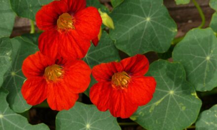 Les capucines, bien plus que de jolies fleurs : comment les intégrer dans votre alimentation quotidienne ?