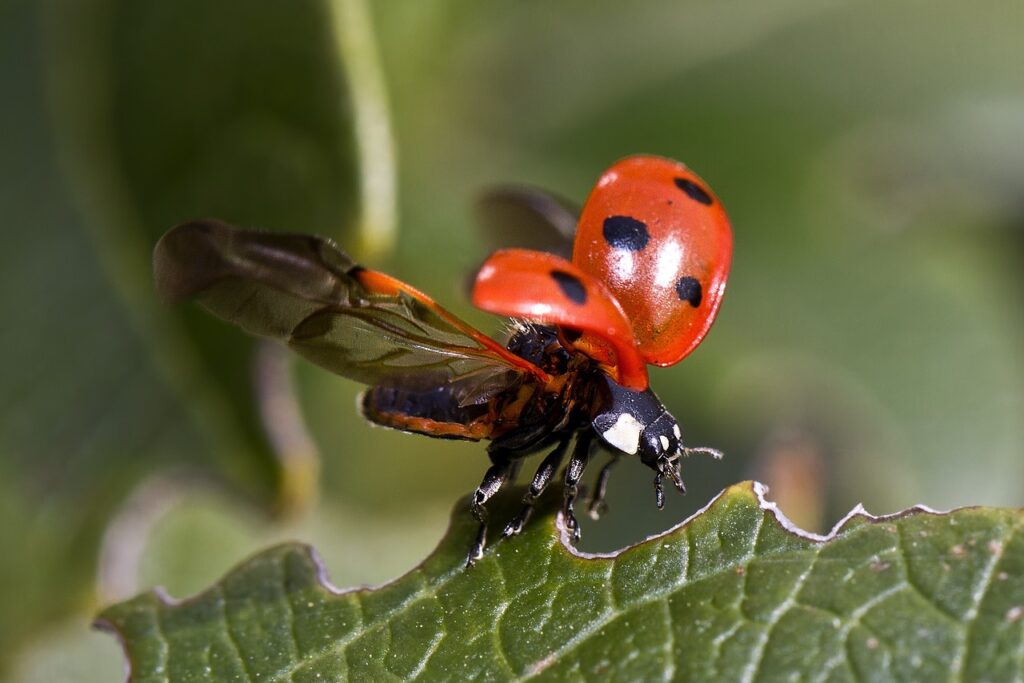 coccinelle jardin