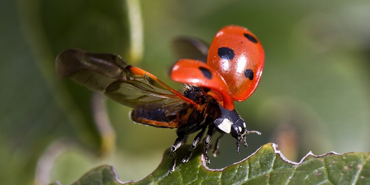 Coccinelles, bien plus qu’une simple beauté : le guide ultime pour les attirer et les garder ?