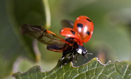 Coccinelles, bien plus qu’une simple beauté : le guide ultime pour les attirer et les garder ?