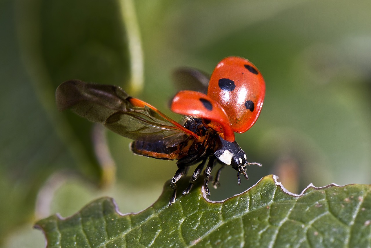 coccinelle jardin