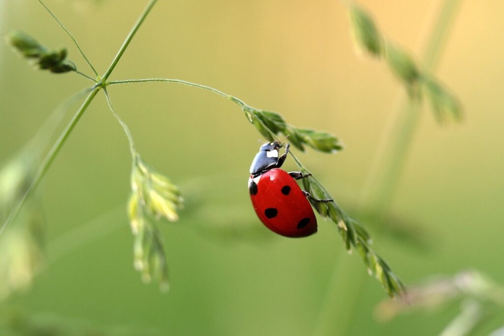 coccinnelle puceron