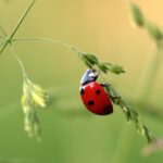 Coccinelle vs puceron : comment orchestrer la bataille ultime dans votre jardin ?