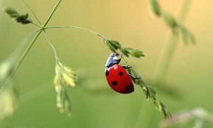 Coccinelle vs puceron : comment orchestrer la bataille ultime dans votre jardin ?