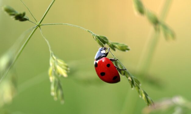 Coccinelle vs puceron : comment orchestrer la bataille ultime dans votre jardin ?