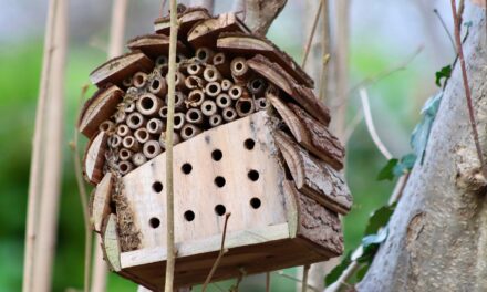 Fabriquez votre insecticide naturel : la recette que les industries ne veulent pas que vous connaissiez ?