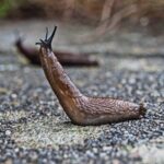 L’astuce méconnue pour transformer les limaces en protectrices de votre jardin