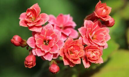 Notre méthode pour faire une bouture efficace de Kalanchoé