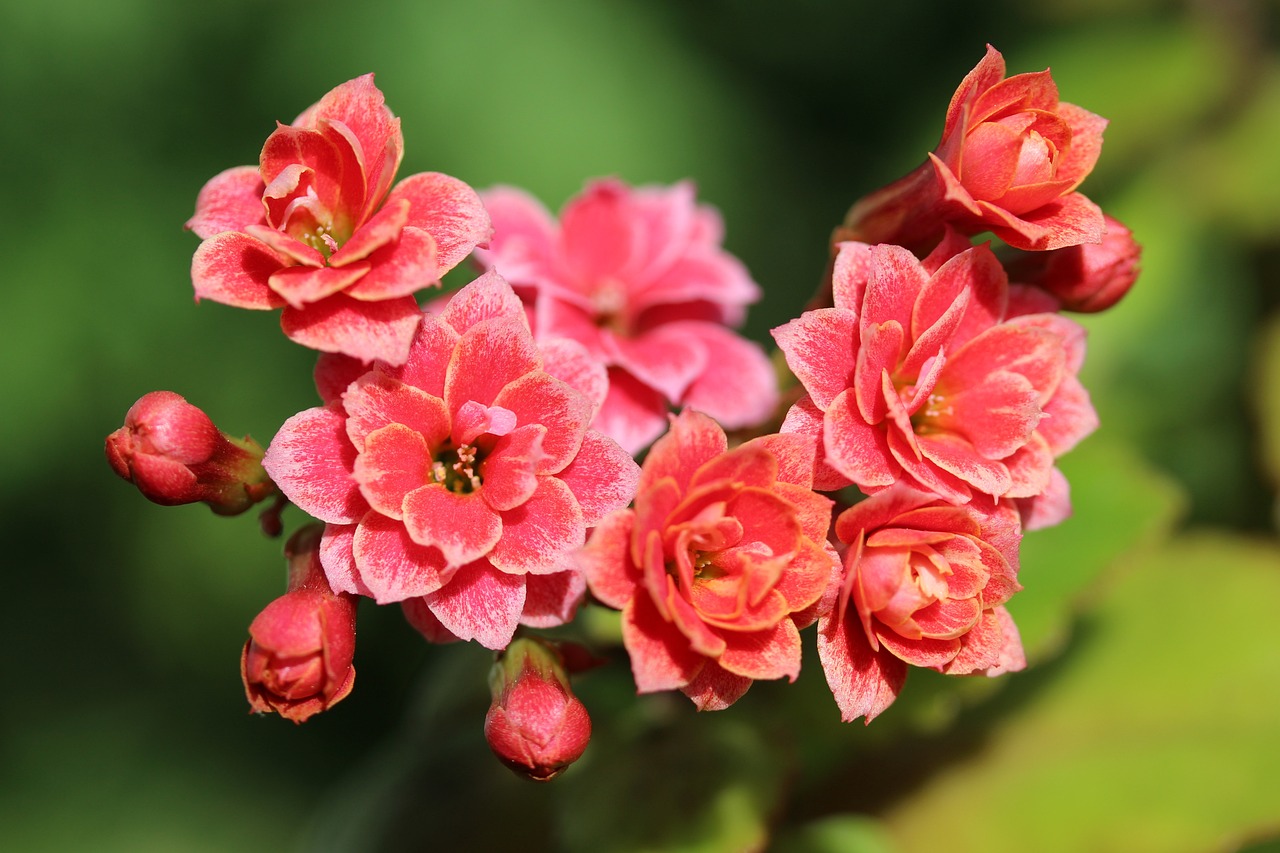 plante kalanchoe entretien