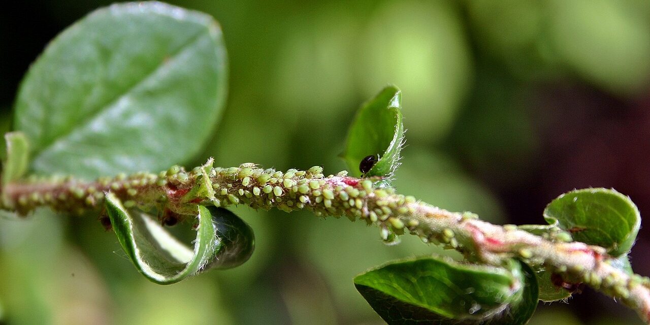 Le secret des jardiniers anciens : comment éloigner les pucerons sans produits chimiques ?
