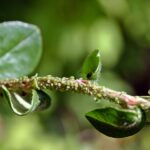 Le secret des jardiniers anciens : comment éloigner les pucerons sans produits chimiques ?