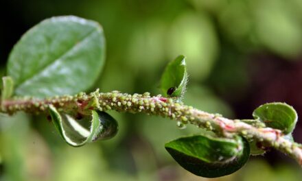 Le secret des jardiniers anciens : comment éloigner les pucerons sans produits chimiques ?