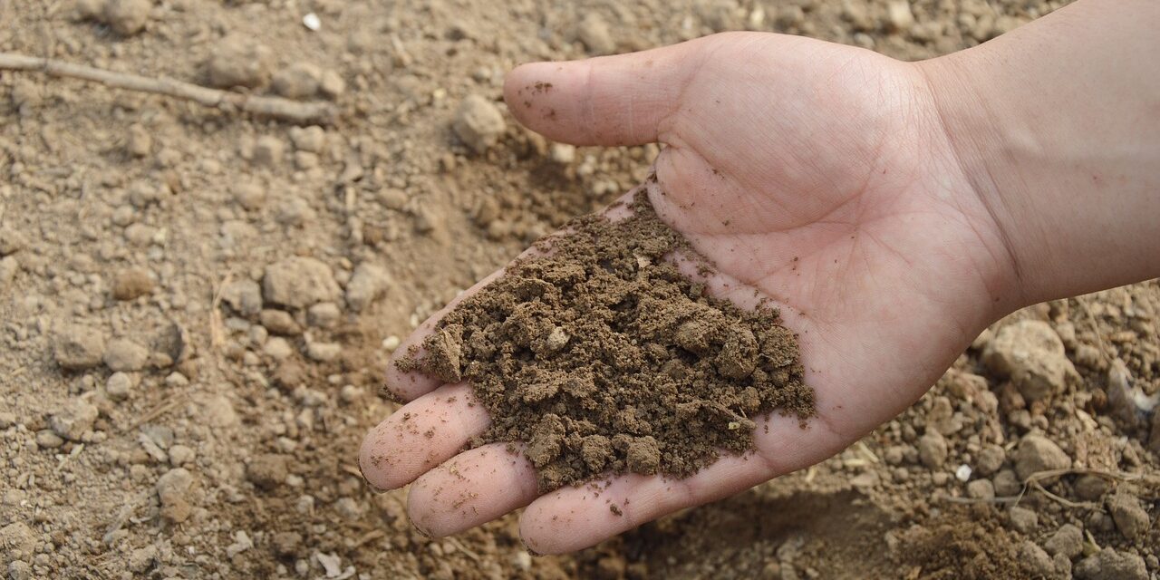 Nématodes : comment les utiliser pour une révolution silencieuse dans votre sol ?