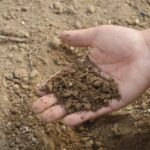 Nématodes : comment les utiliser pour une révolution silencieuse dans votre sol ?
