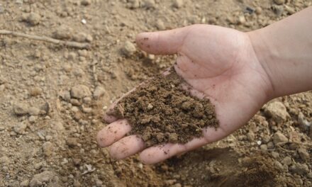 Nématodes : comment les utiliser pour une révolution silencieuse dans votre sol ?