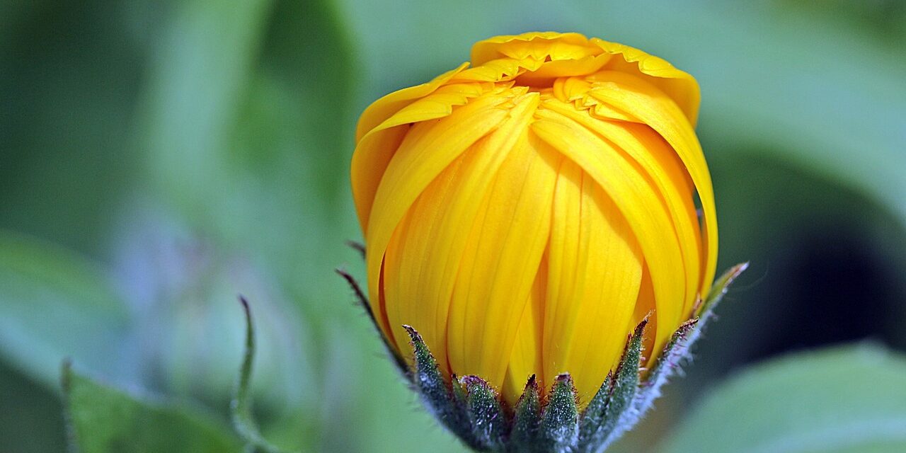 L’or du jardin : comment utiliser les soucis pour une peau radieuse ?