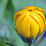L’or du jardin : comment utiliser les soucis pour une peau radieuse ?