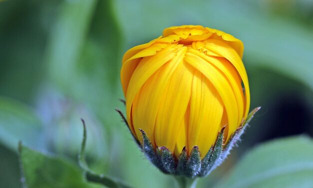 L’or du jardin : comment utiliser les soucis pour une peau radieuse ?