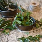 Thym et romarin, un secret ancestral, l’herbe aromatique qui change tout en cuisine