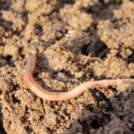 Le mystère du ver de terre : pourquoi c’est l’ingrédient secret d’un sol fertile ?