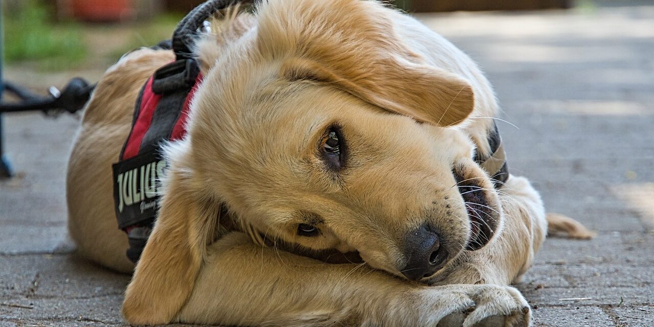 Comment choisir un harnais pour chien sans se tromper